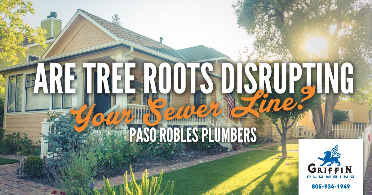 Featured image for “Paso Robles Plumbing: Are Tree Roots Disrupting Your Sewer Line?”
