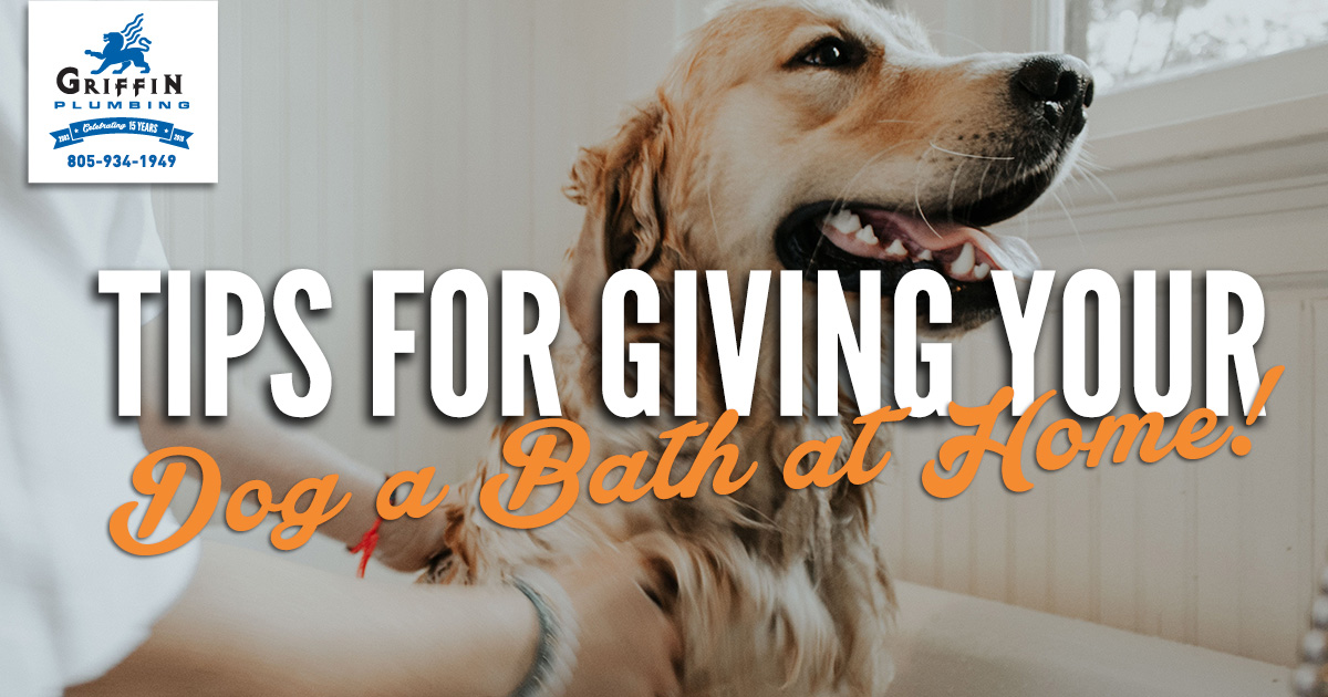 Griffin Plumbing - Tips for Dog Washing at Home